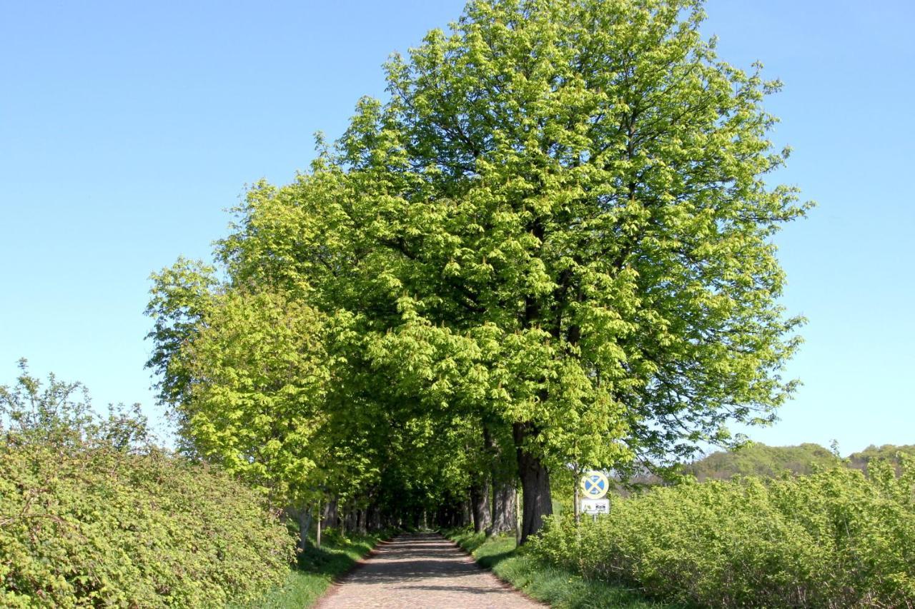 Viel Natur, Idyllische Umgebung, Ruhige Lage - Ferienpark Neddesitz Fewo 299 Zewnętrze zdjęcie